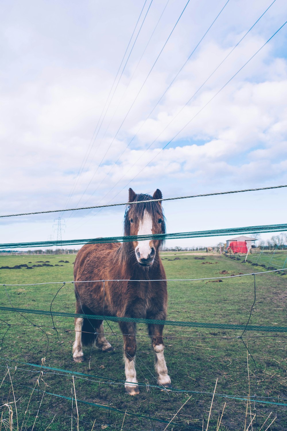 brown and white horse standing beside fence during daytime