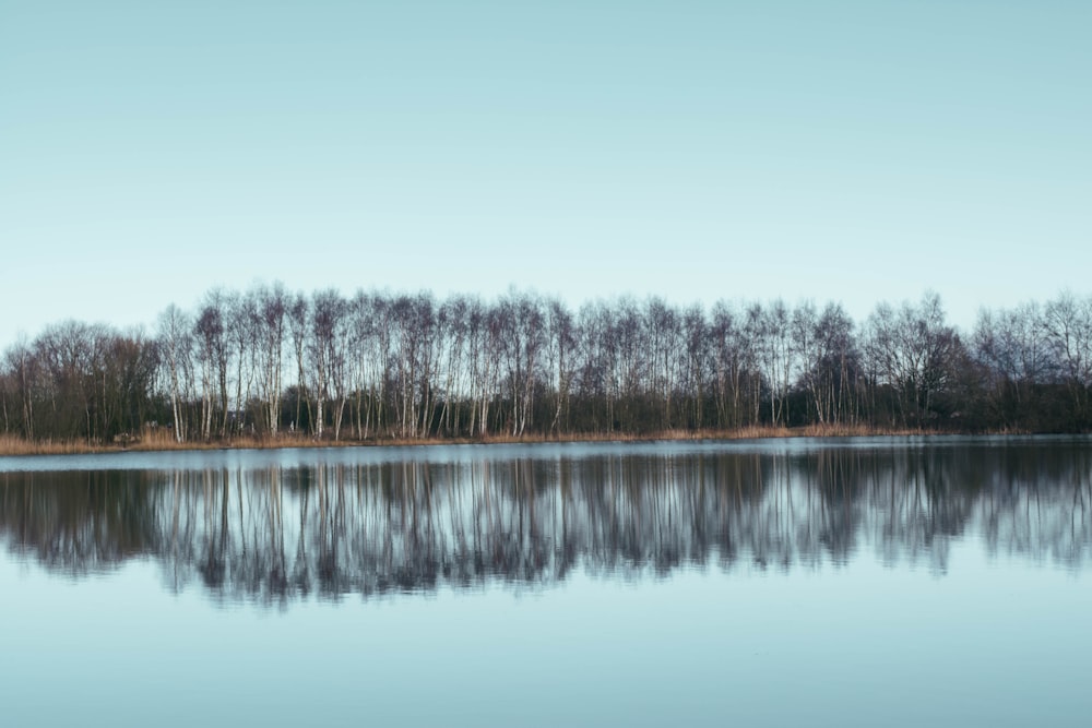 Rangée d’arbres près d’un plan d’eau