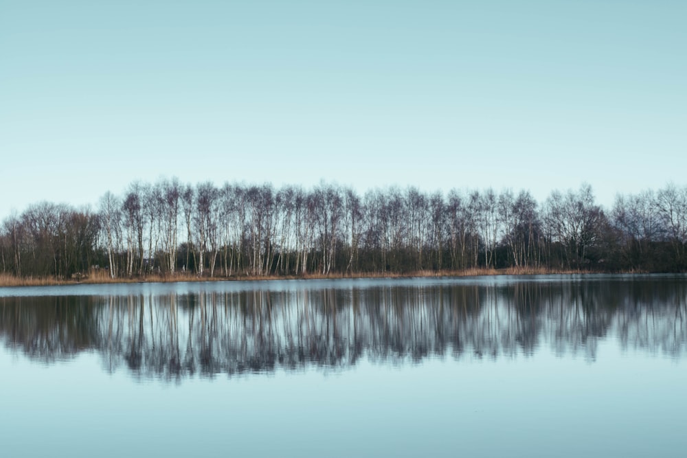 line of trees near body of water