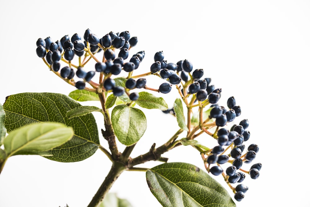 selective focus photo of green leafed plant