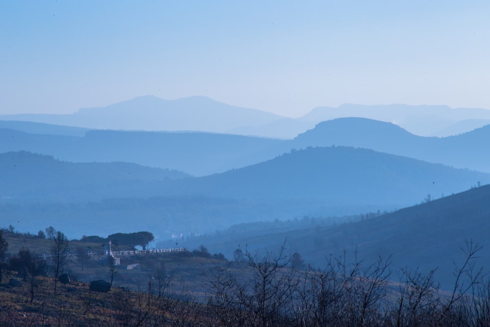 Lote de árvores sem folhas