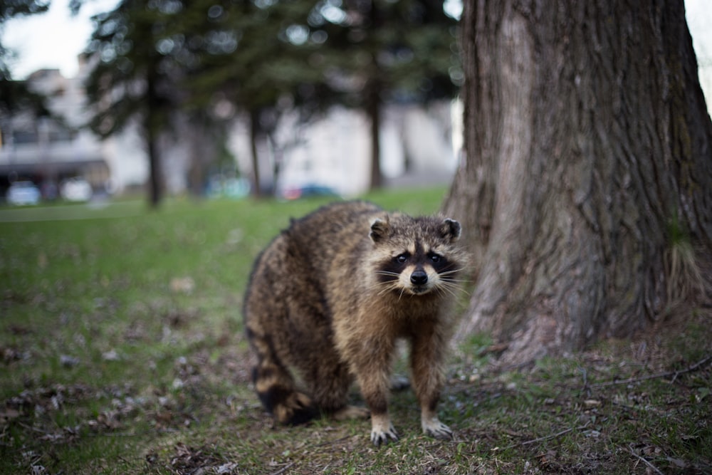 raccoon under the tree