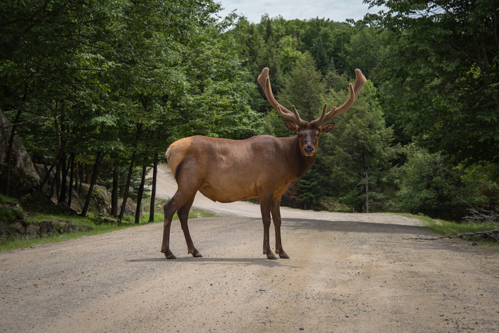 brown deer on brown land near trees