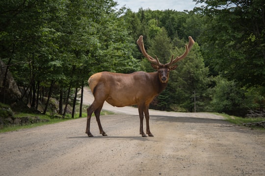 brown deer on brown land near trees in Parc Oméga Canada