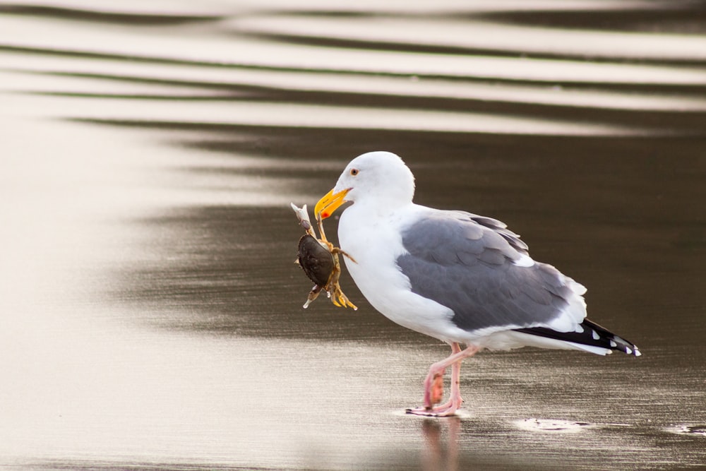 Mouette portant un crabe à l’aide de son bec