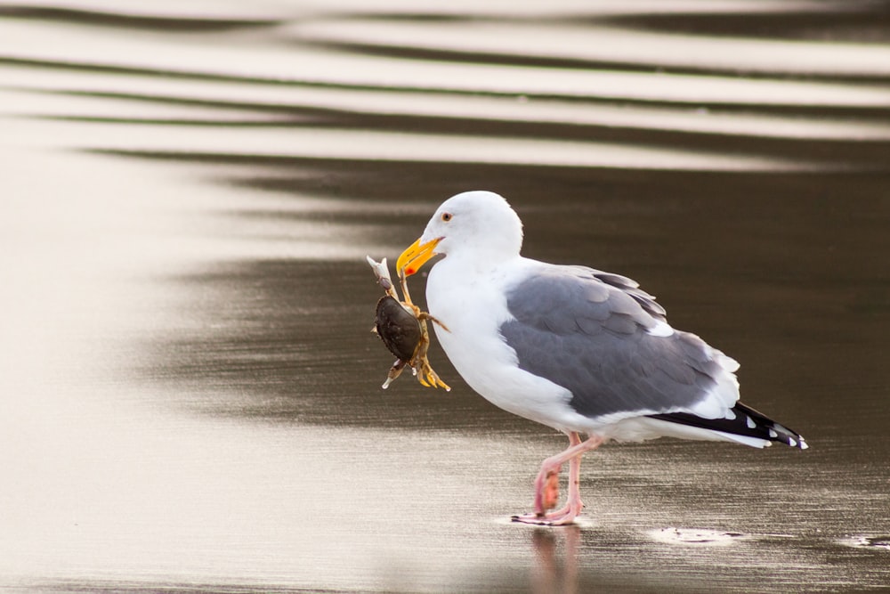 seagull carrying crab using its beak