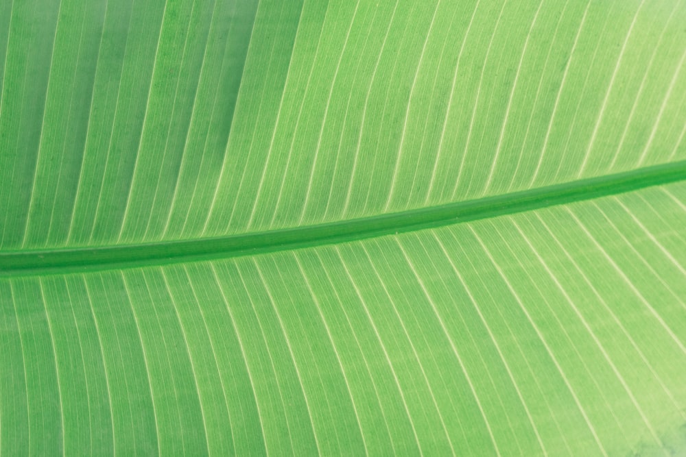 green leaf