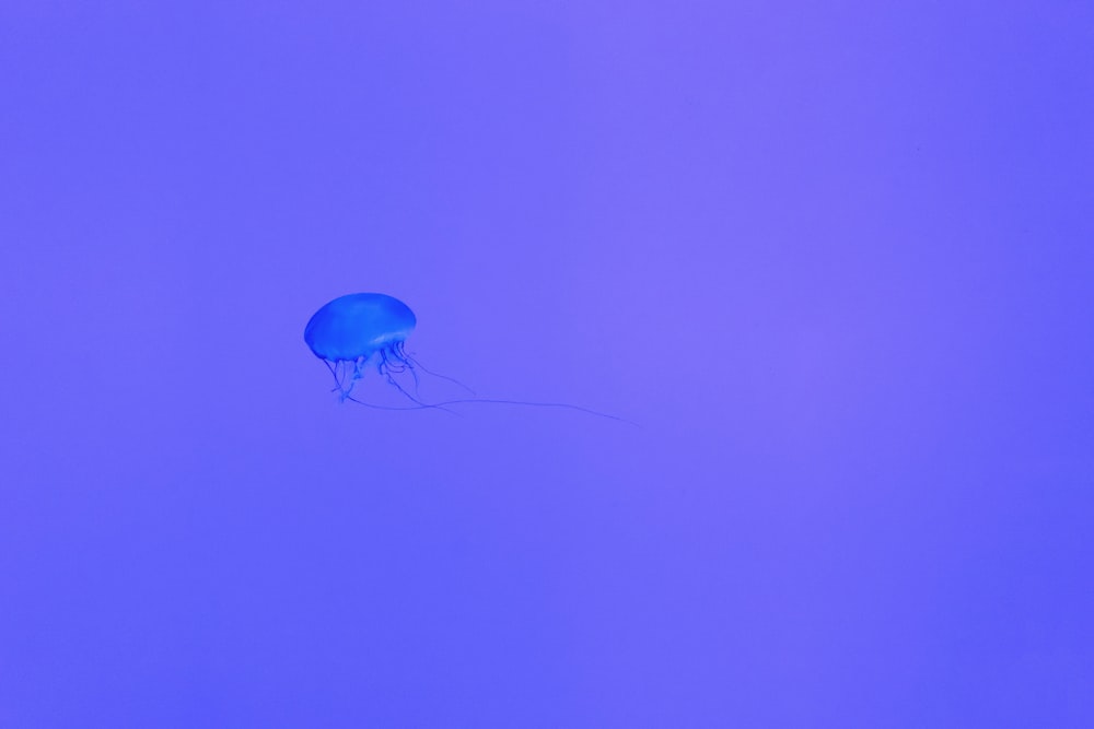 blue jelly fish