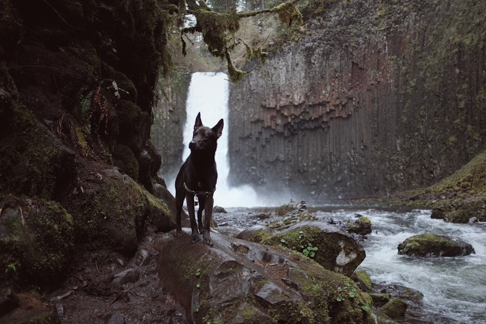 waterfalls behind black dog during daytime