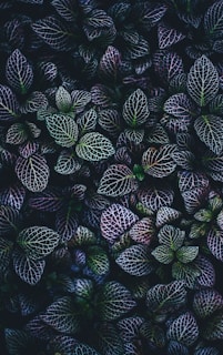 green and blue leaves plants