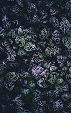 green and blue leaves plants