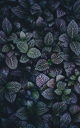 green and blue leaves plants