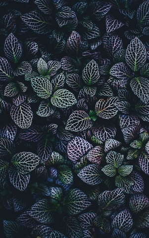 green and blue leaves plants