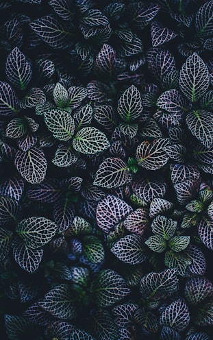 green and blue leaves plants