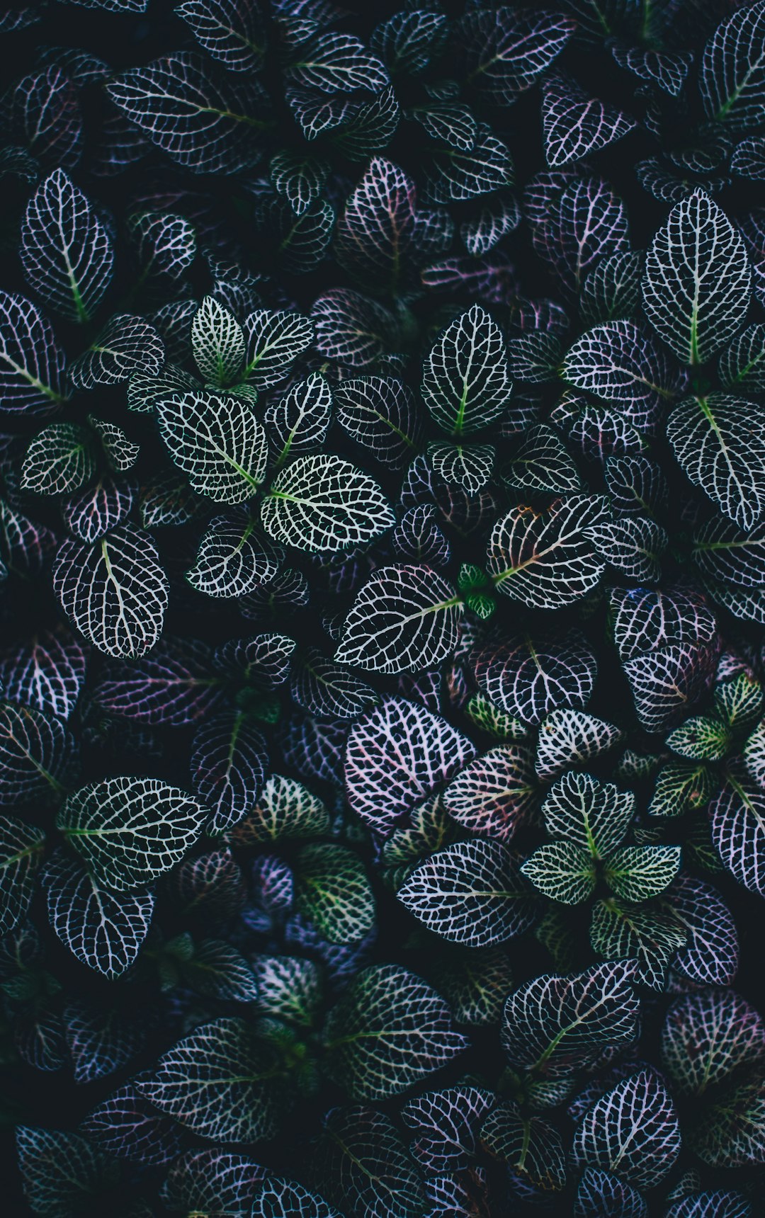 plants