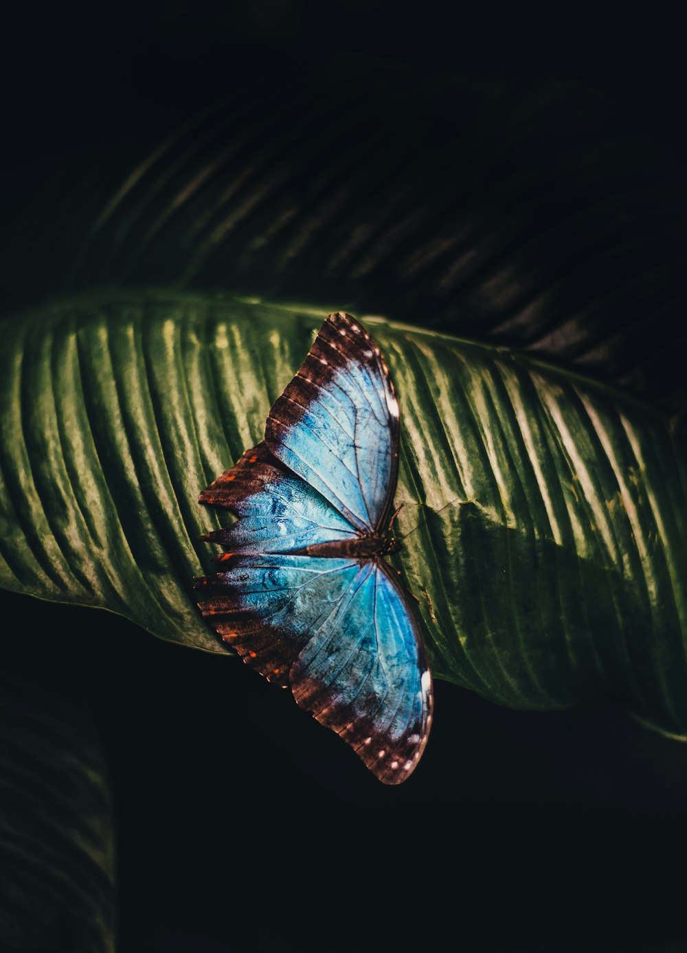 borboleta azul e marrom empoleirando-se na folha