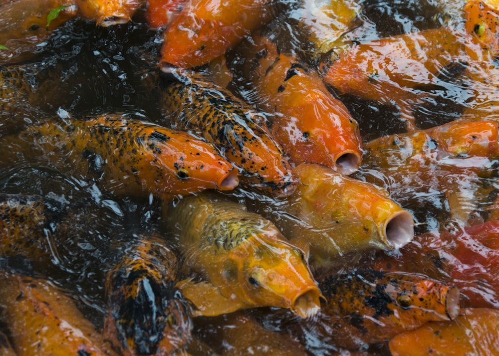 koi fishes