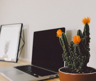 cactus beside laptop