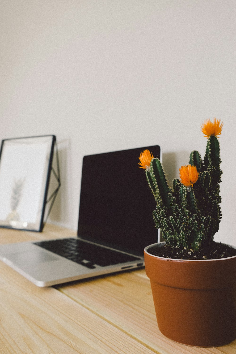 cactus beside laptop