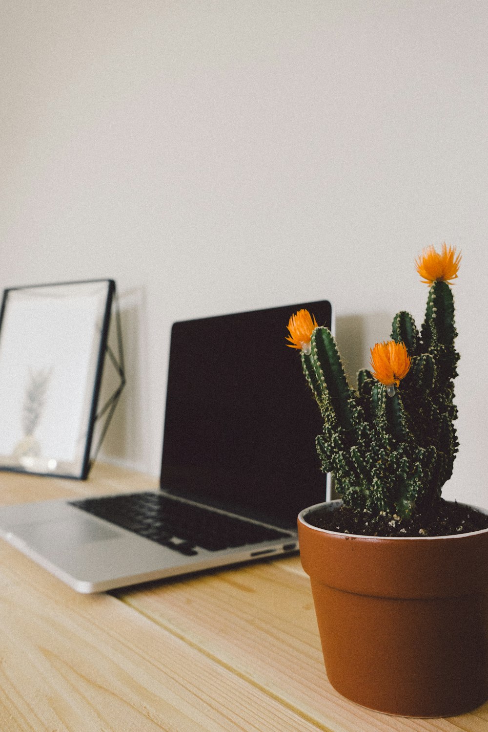 cactus al lado de la computadora portátil