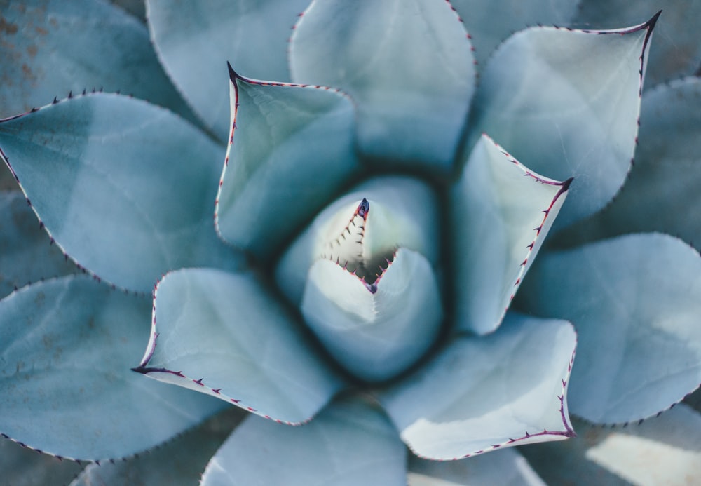 vista dall'alto di succulenta