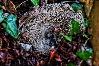 A family of hedgehogs nestled together in a cozy nest hidden under the dense greenery.