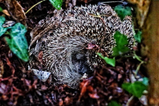 A family of hedgehogs nestled together in a cozy nest hidden under the dense greenery.