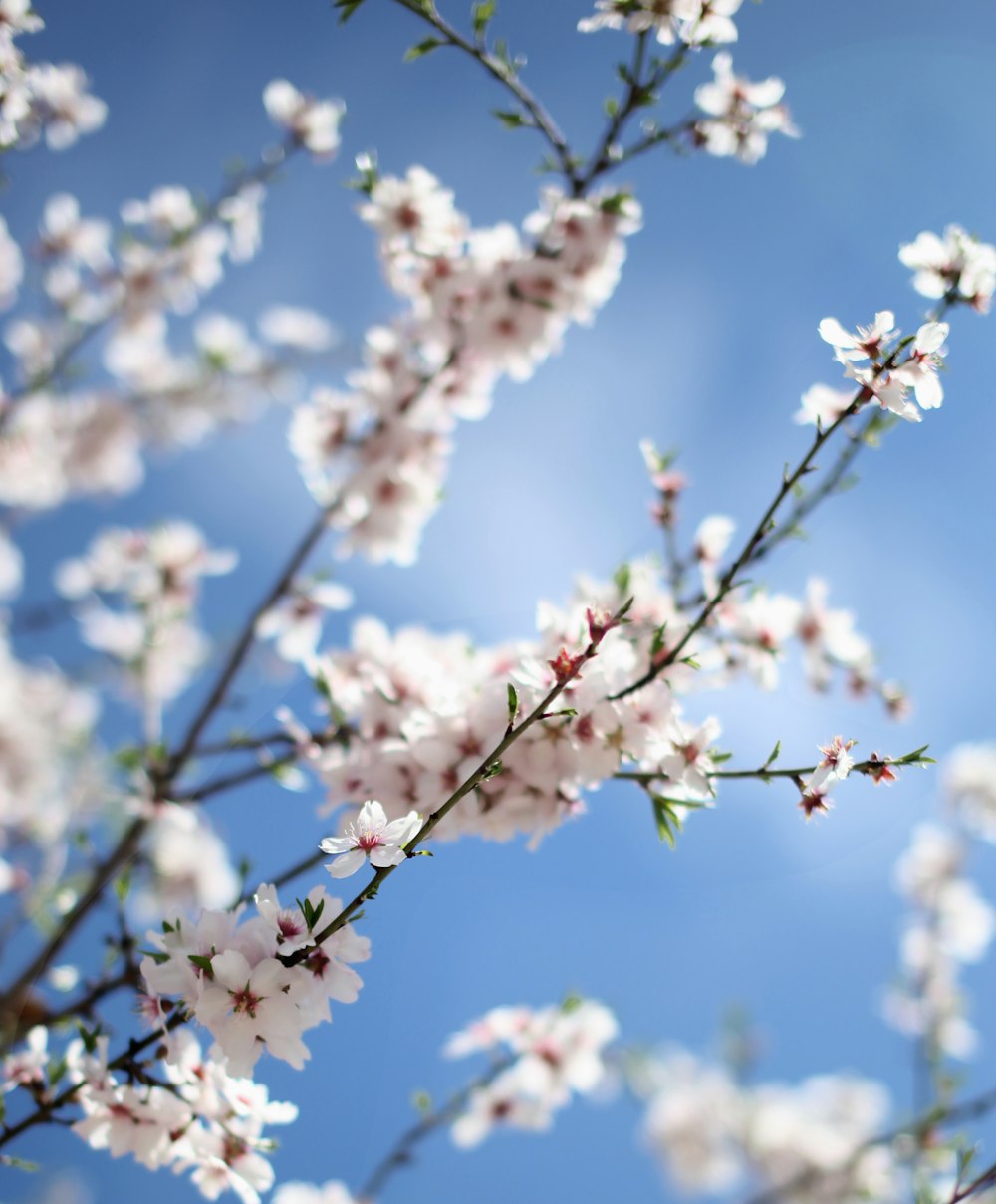 white petaled flowers