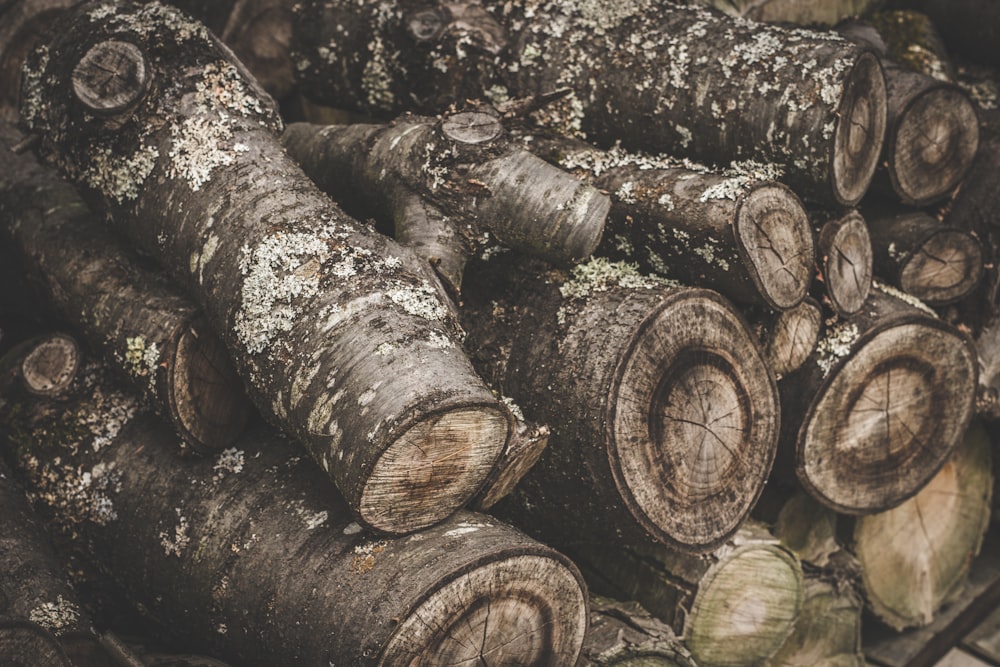 pile of logs closeup photography