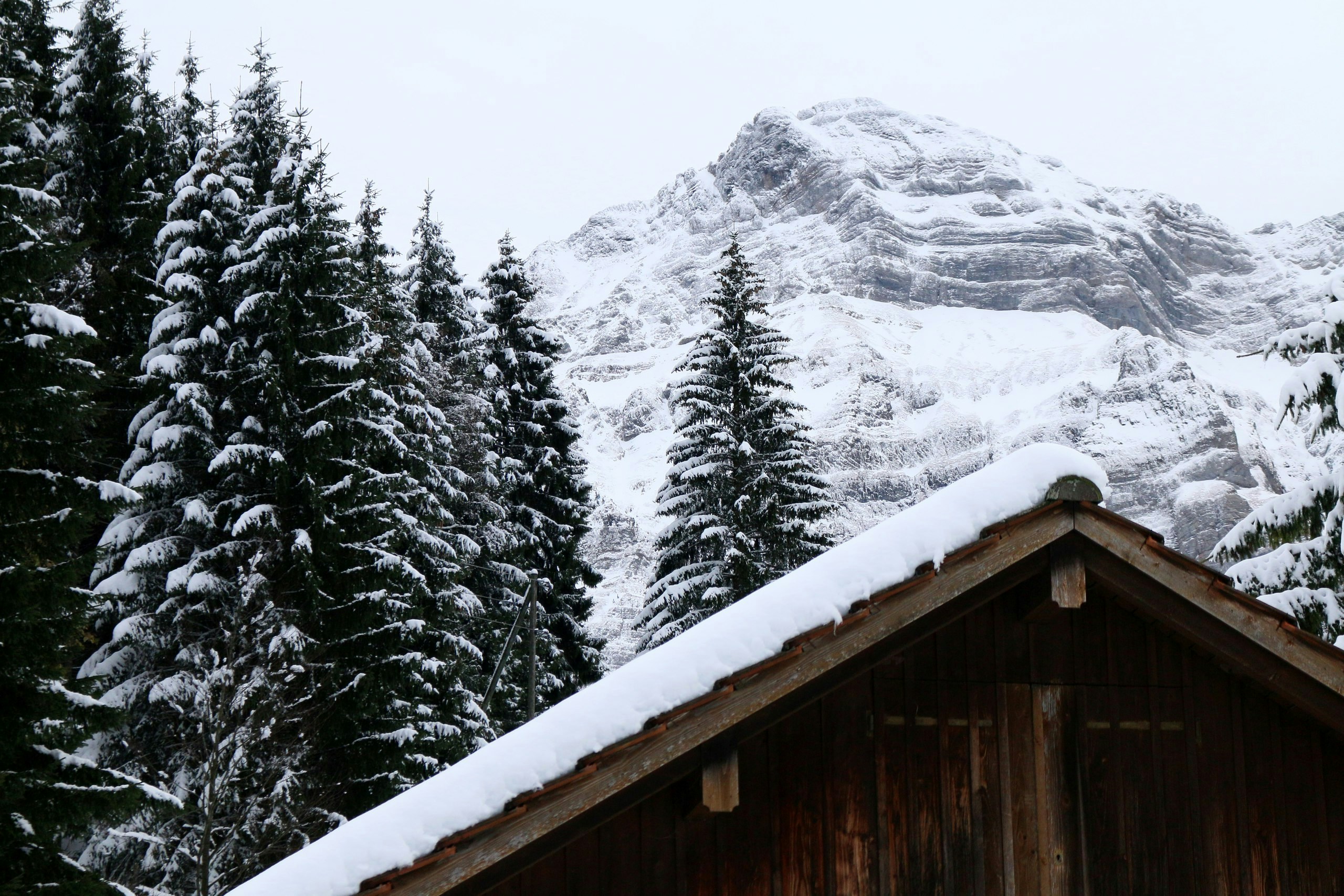 Free Unsplash photo from Kangaroo Court