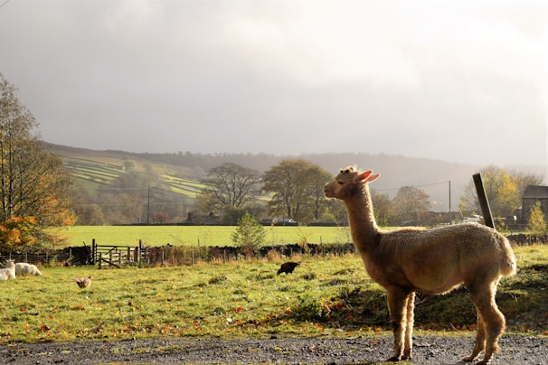 A serene rural scene with an alpaca standing in the foreground on a grassy field. Behind it, a countryside landscape unfolds with rolling hills and trees in autumn colors. A wooden fence can be seen along with some farm buildings in the distance under a cloudy sky.