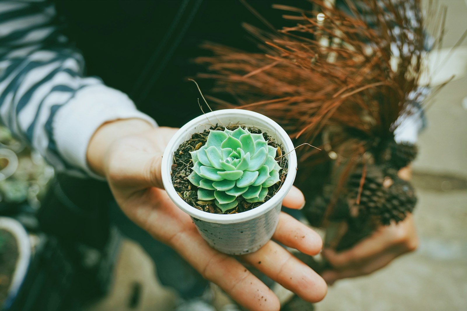 Sony a6300 + Sony E 18-50mm F4-5.6 sample photo. Person holding green succulent photography