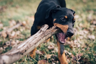 dog eating wood log