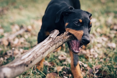 dog eating wood log