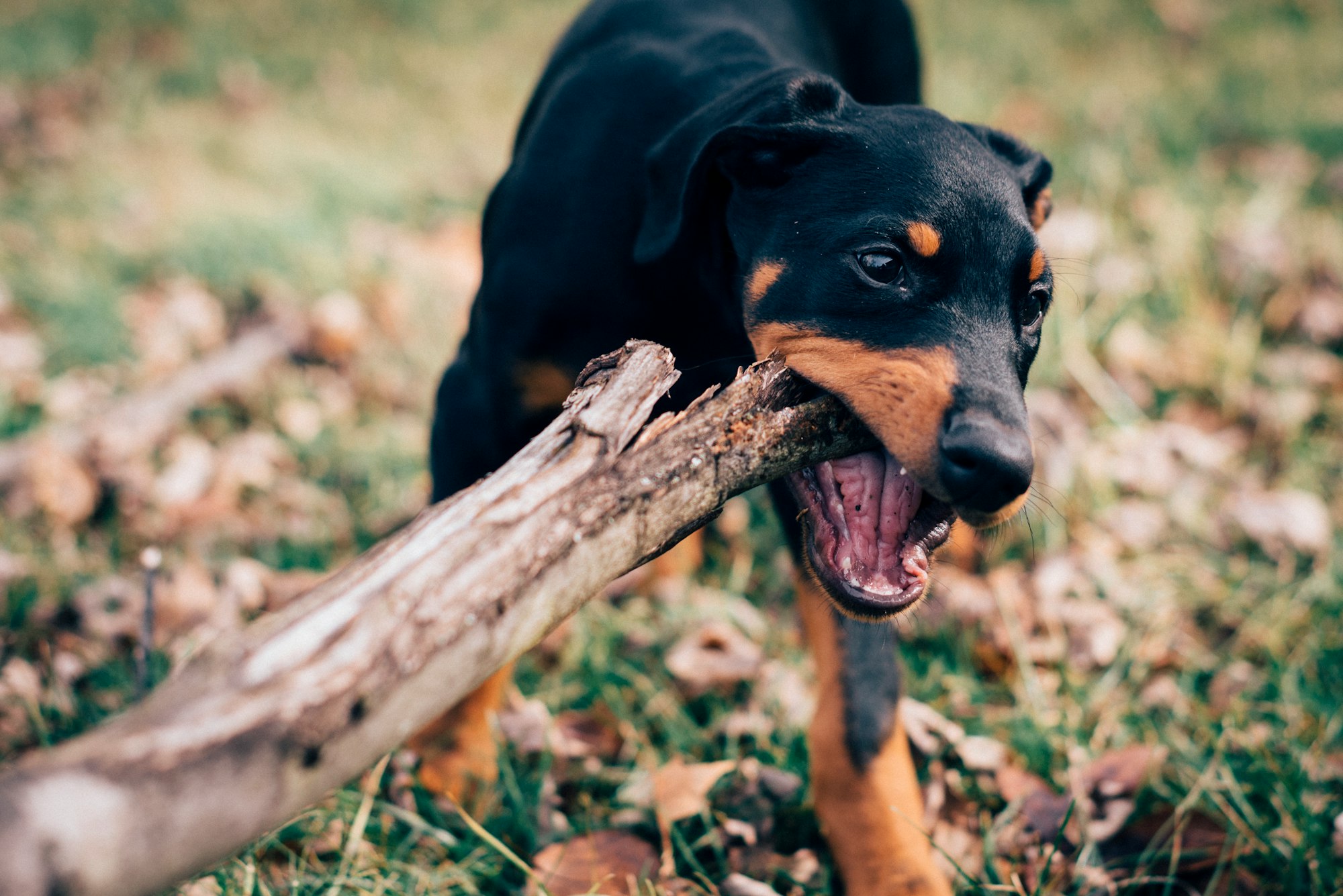Beautiful black and tan doberman pinscher puppy chewing a stick
