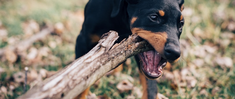 dog eating wood log