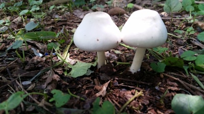 Two white mushrooms with round caps are growing on a forest floor covered with dry leaves and scattered green plants. The mushrooms stand close together, surrounded by a natural woodland environment, indicating their growth in a shaded, moist area.