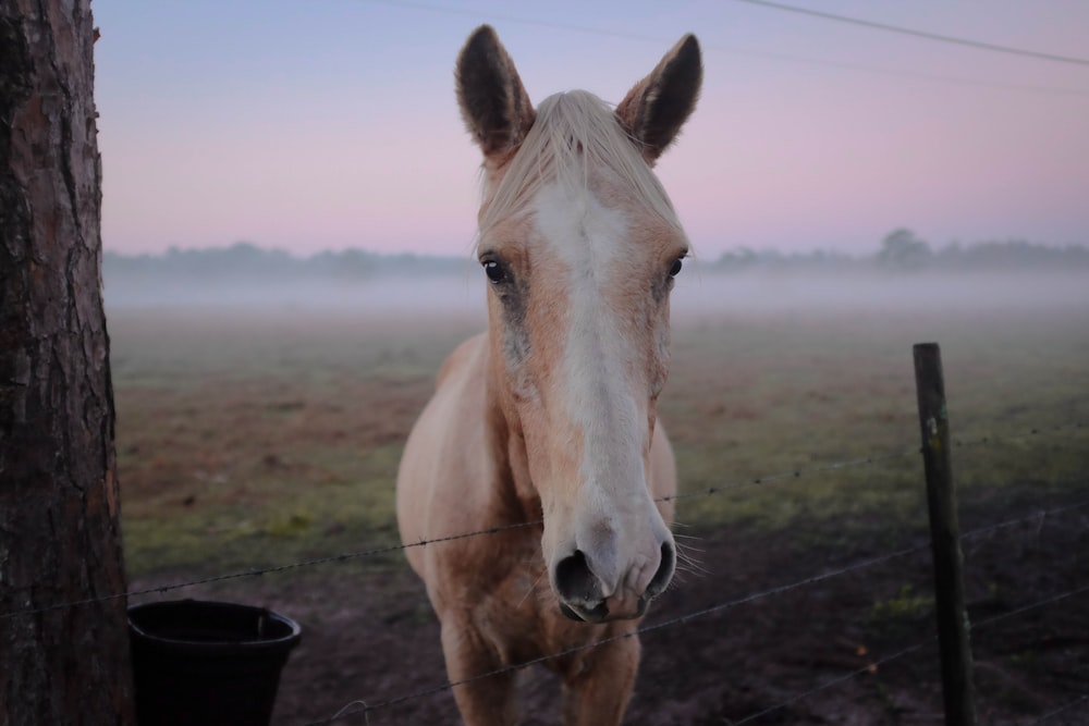 horse standing beside tree