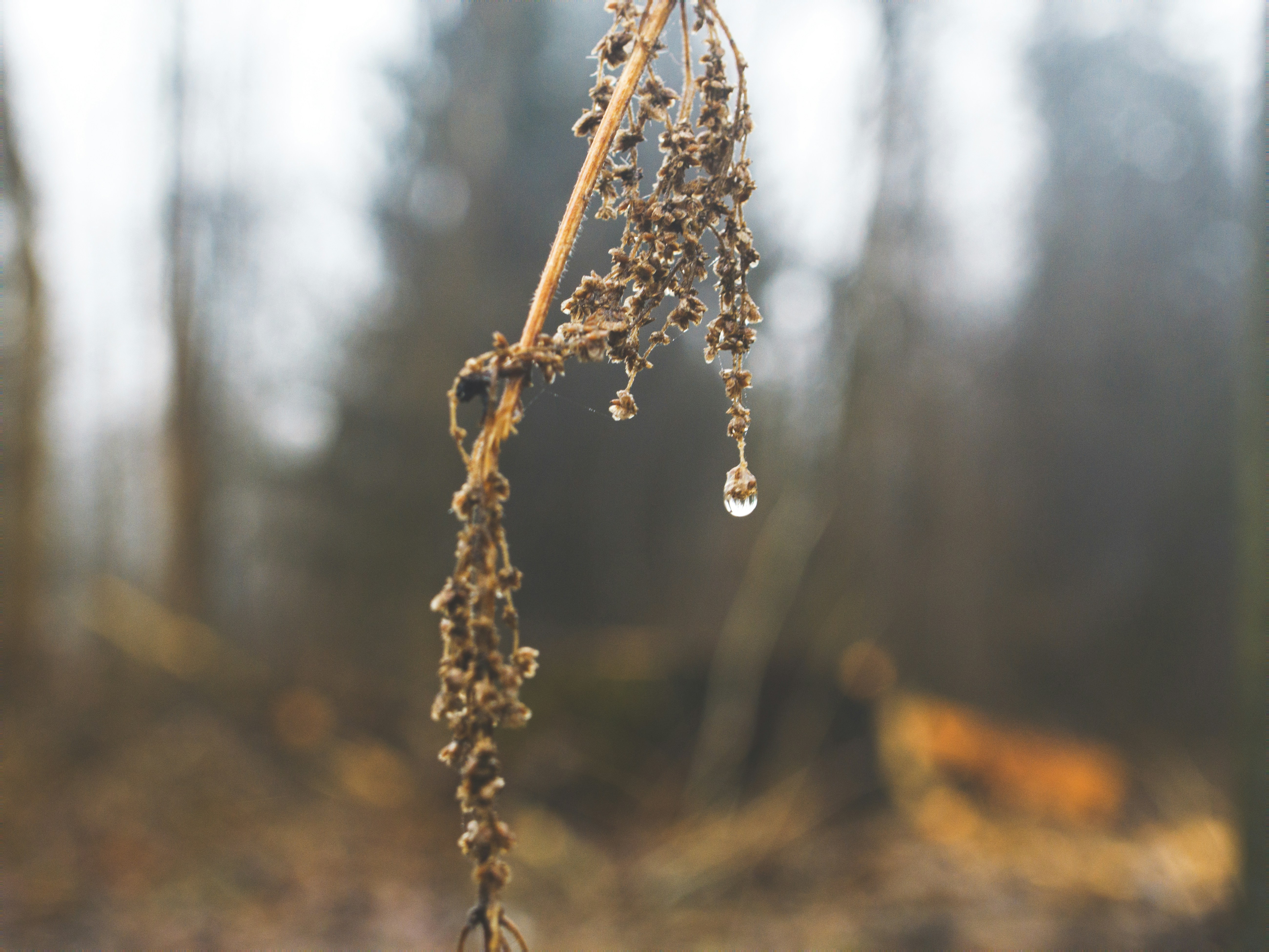 寒九の雨,意味,由来,例文,類語