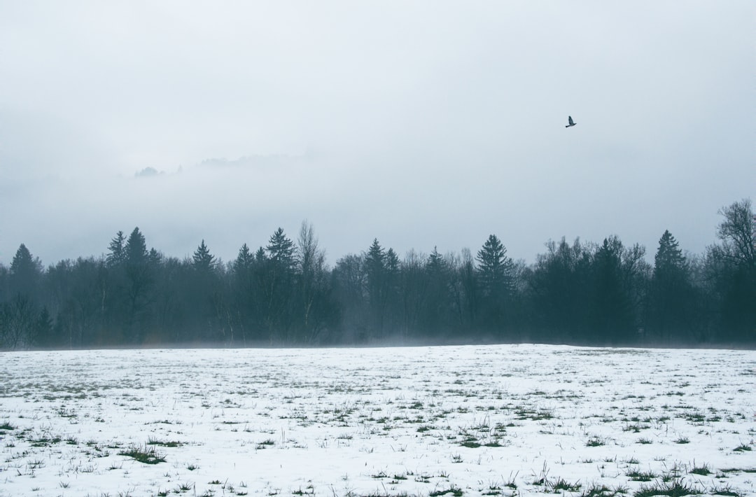 snow field during daytime