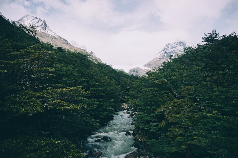 river between trees during daytime