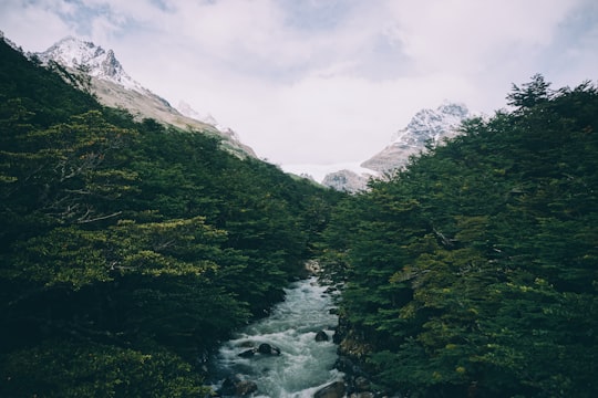 river between trees during daytime in Torres del Paine National Park Chile