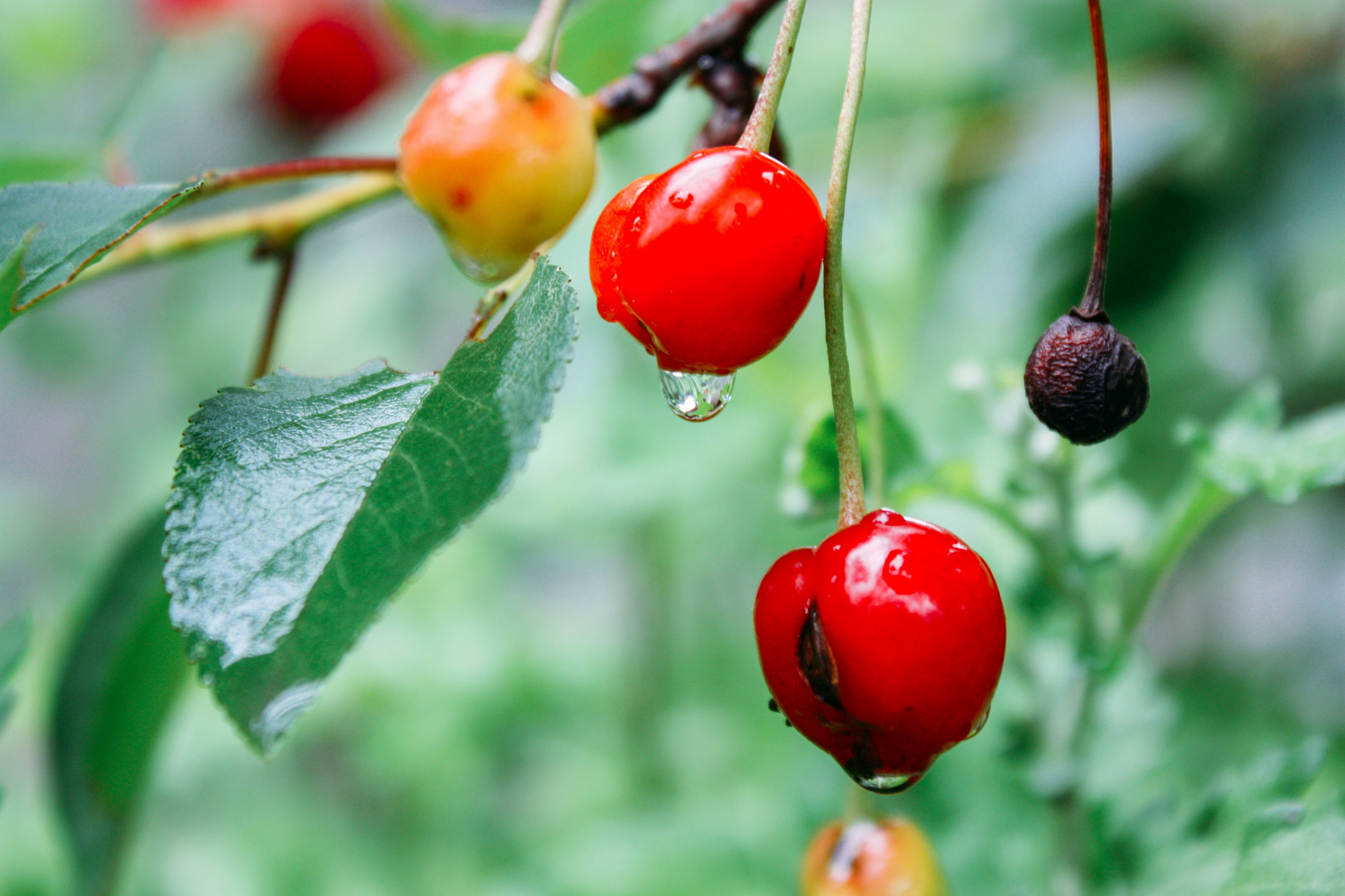 Спелая вишня. Вишня шакировская. Лето вишня слушать. Лето вишня. Вишня обыкновенная быстринка.