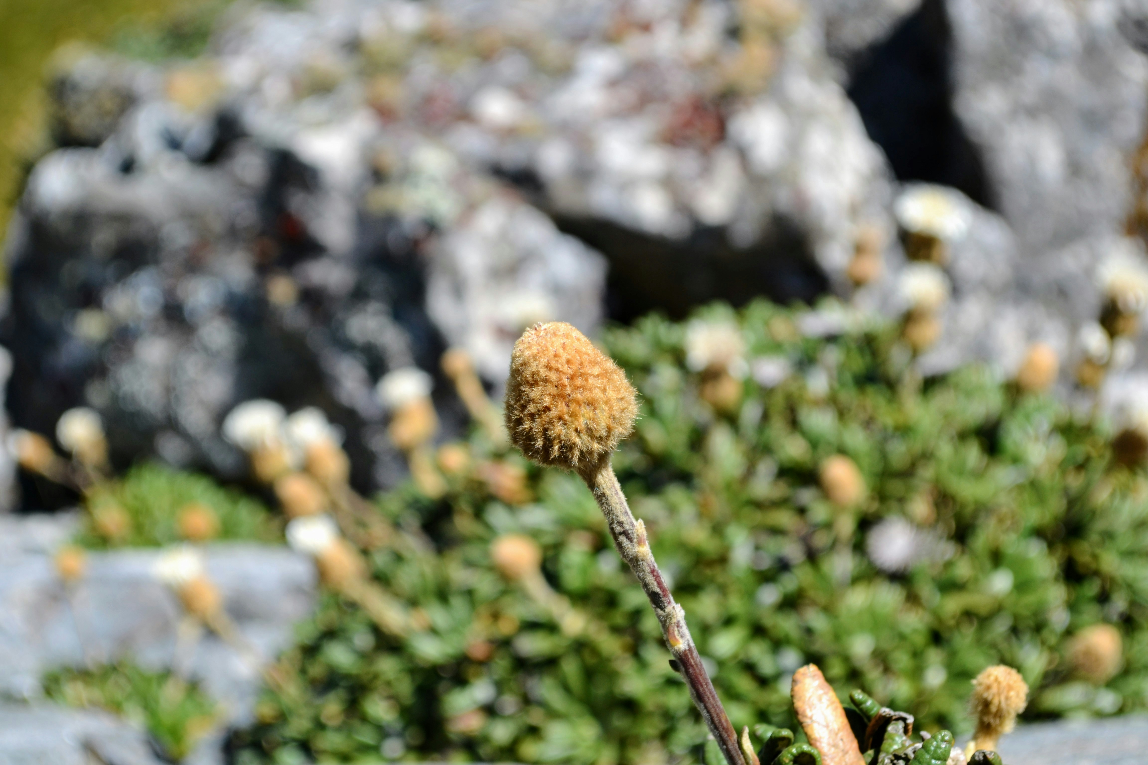 Free Unsplash photo from Andrew Forte