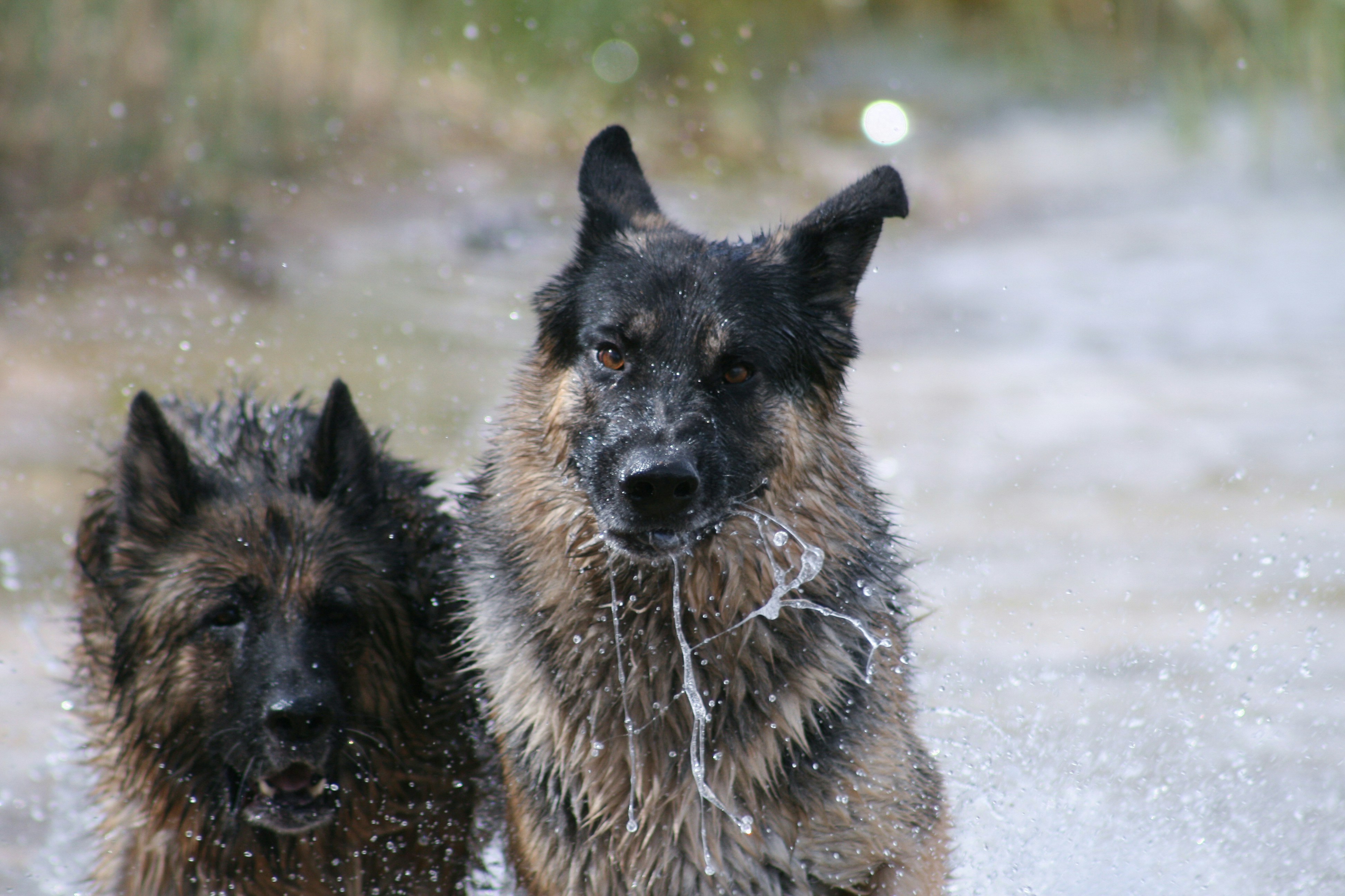 Free Unsplash photo from Shayne Shiells