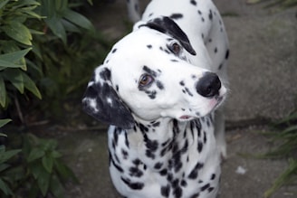 A Dalmatian dog with a white coat and black spots is looking upwards. The dog is positioned on a concrete surface with green foliage on the side, suggesting an outdoor setting.