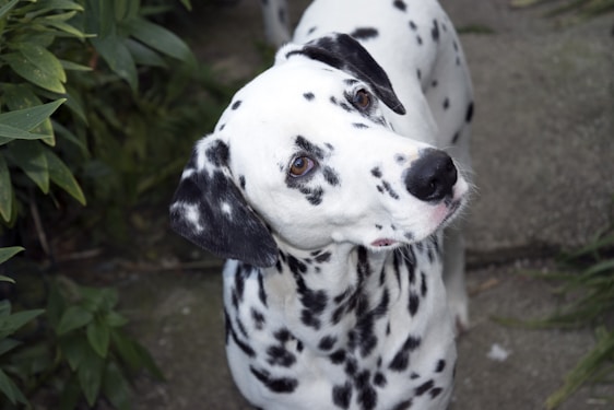A Dalmatian dog with a white coat and black spots is looking upwards. The dog is positioned on a concrete surface with green foliage on the side, suggesting an outdoor setting.