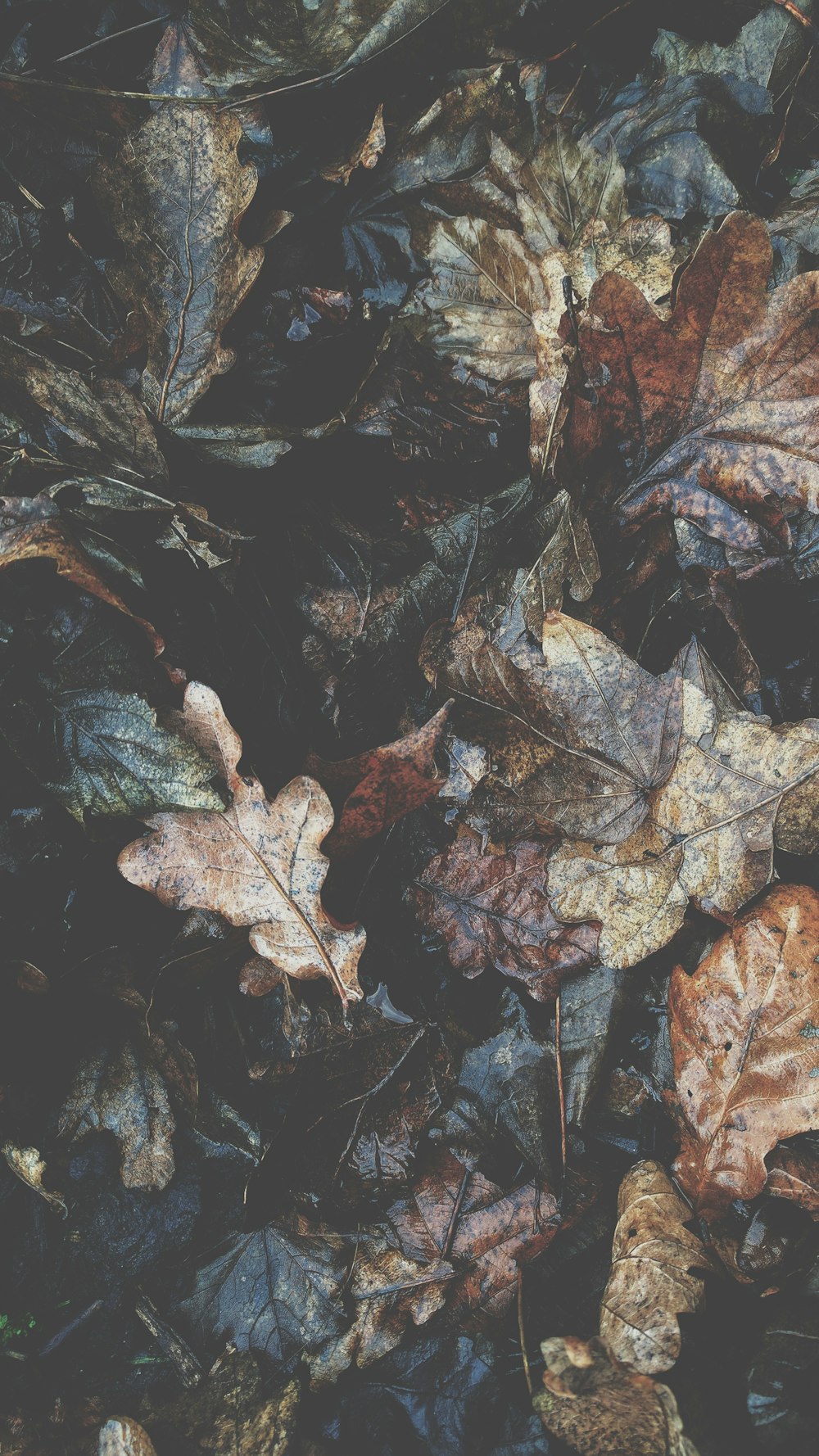 Un manojo de hojas otoñales.
