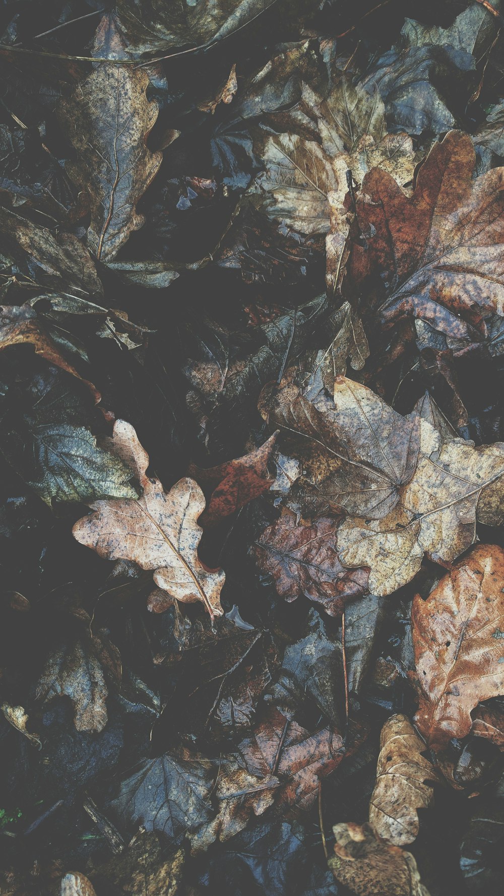 A bunch of autumn leaves.