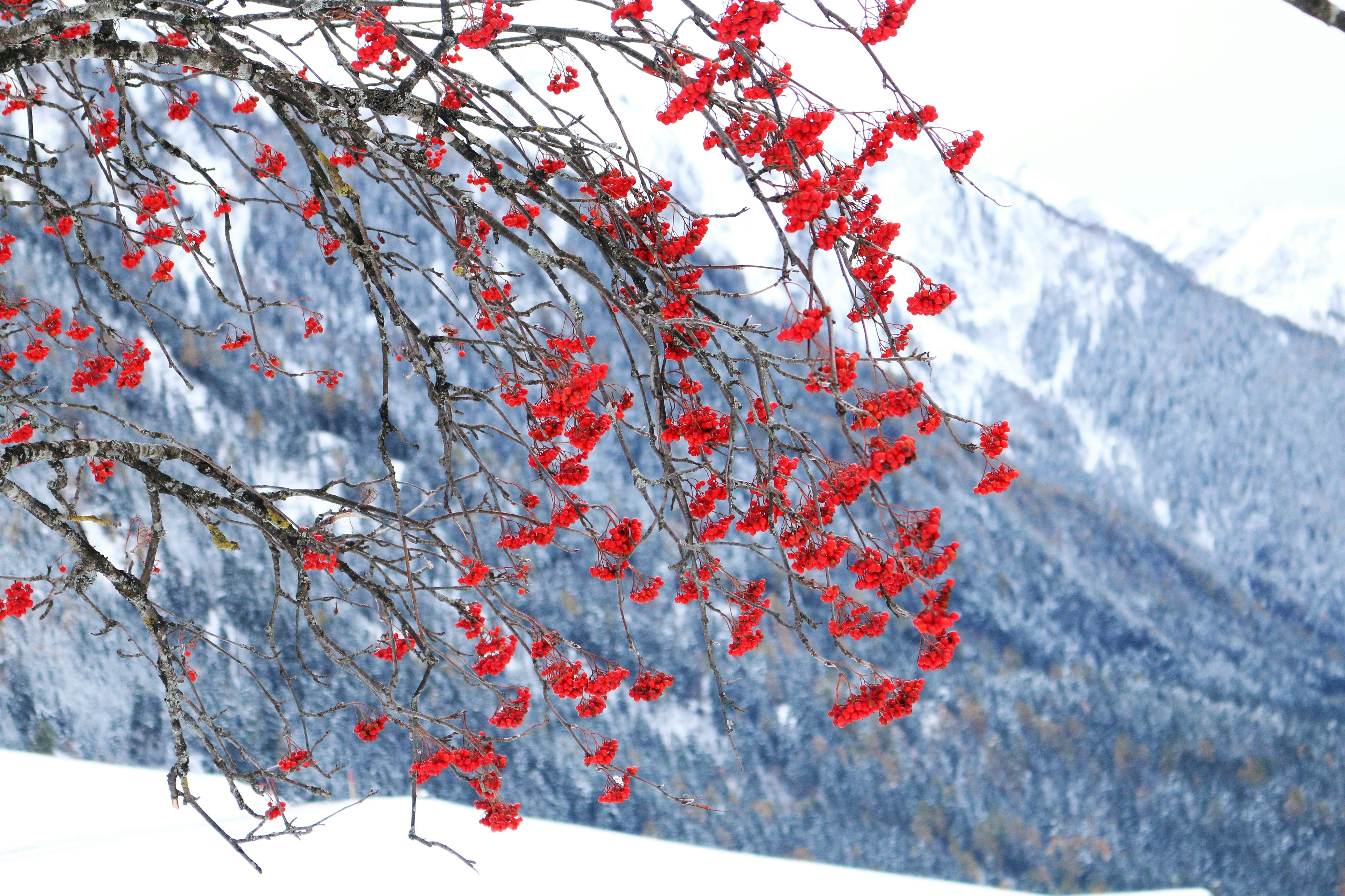 Free Unsplash photo from Kangaroo Court